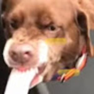 Meet your Posher, Harrison